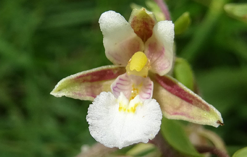 Epipactis palustris